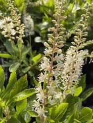 <i>Clethra alinifolia</i> ‘Hummingbird’