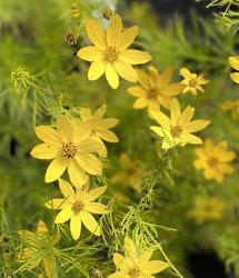 <i>Coreopsis verticillata</i> ‘Zagreb’