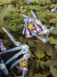 <i>Corydalis flexuosa</i> ‘China Blue’