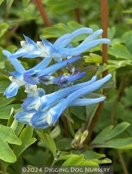 <i>Corydalis flexuosa</i> ‘Pere David’