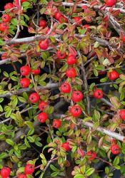 <i>Cotoneaster dammeri</i> ‘Mooncreeper’