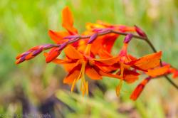 <i>Crocosmia</i> ‘Emily McKenzie’