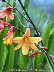 <i>Crocosmia</i> &lsquo;Harlequin&rsquo;