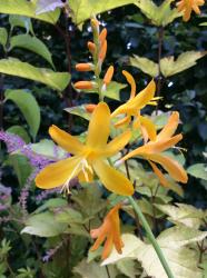 <i>Crocosmia</i> ‘John Boots’