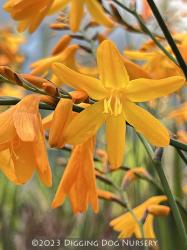 <i>Crocosmia</i> &lsquo;Solfaterre&rsquo;
