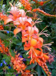 <i>Crocosmia</i> ‘Walberton Orange’