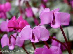 <i>Cyclamen hederifolium</i> ‘Rose Pearls’