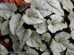 <i>Cyclamen hederifolium</i> ‘Silver Leaf Pink’
