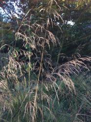 <i>Deschampsia cespitosa</i> ‘Schottland’