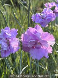 <i>Dianthus</i> ‘Rose de Mai’