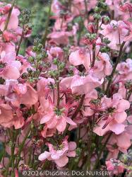 <i>Diascia</i> ‘Blackthorn Apricot’