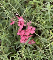 <i>Diascia integerrima</i> ‘Coral Canyon’