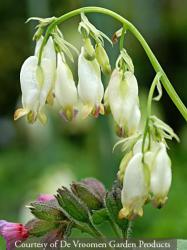<i>Dicentra</i> &lsquo;Aurora&rsquo;