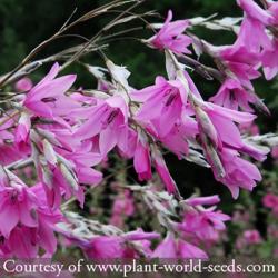 <i>Dierama</i> ‘Pink Rocket’