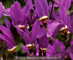 <i>Dodecatheon meadia</i> &lsquo;Aphrodite&rsquo;