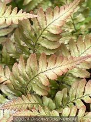 <i>Dryopteris erythrosora</i> ‘Brilliance’