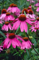 <i>Echinacea purpurea</i> ‘Kims Knee High’