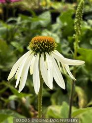 <i>Echinacea purpurea</i> ‘White Swan’