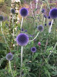 <i>Echinops bannaticus</i> ‘Blue Glow’