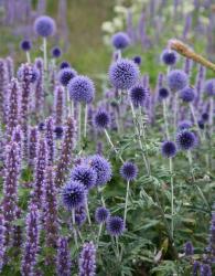 <i>Echinops ritro</i> ‘Veitchs Blue’