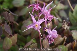 <i>Epimedium grandiflorum</i> ‘Lilafee’