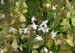 <i>Epimedium</i> x <i>youngianum</i> ‘Niveum’