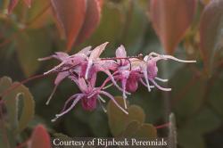 <i>Epimedium grandiflorum</i> ‘Pierres Purple’