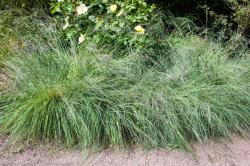 <em>Eragrostis spectabilis</em> ‘’