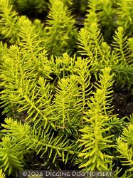 <i>Erica erigena f. aureifolia</i> &lsquo;Golden Lady&rsquo;