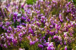 <i>Erica carnea</i> &lsquo;Pink Spangles&rsquo;