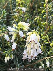 <i>Erica carnea</i> &lsquo;Springwood White&rsquo;