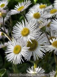 <i>Erigeron pulchellus</i> var. <i>pulchellus</i> ‘Lynnhaven Carpet’