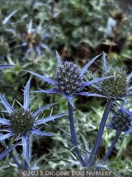 <i>Eryngium</i> ‘Lapis Blue’