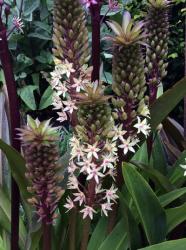 <i>Eucomis</i> ‘Oakhurst’