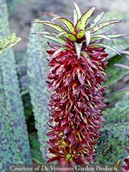<i>Eucomis comosa</i> ‘Sparkling Burgundy’