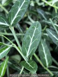 <i>Euonymus fortunei</i> ‘Wolong Ghost’