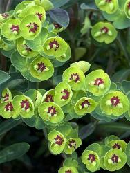 <i>Euphorbia</i> x <i>martini</i>