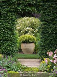 <i>Fagus sylvatica</i>