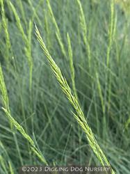 <i>Festuca ssp.</i> &lsquo;Eilers Beauty�&rsquo;
