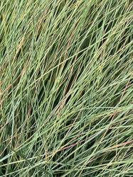 <i>Festuca amethystina</i> ‘Superba’