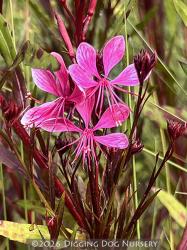 <i>Gaura lindheimeri</i> &lsquo;Pink Cloud&rsquo;