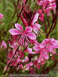 <i>Gaura lindheimeri</i> ‘Rosy Jane’