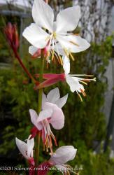 <i>Gaura lindheimeri</i> ‘Summer Breeze’