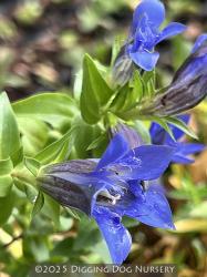 <i>Gentiana septemfida</i> var. <i>lagodechiana</i> ‘Select’
