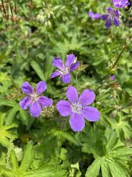 <i>Geranium sylvaticum</i> ‘Birch Lilac’