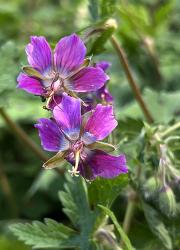 <i>Geranium</i> x <i>monacense</i> ‘Breckland Fever’