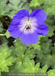 <i>Geranium wallichianum</i> &lsquo;Buxtons Variety&rsquo;