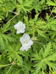 <i>Geranium pratense</i> ‘Laura’