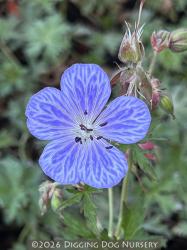 <i>Geranium pratense</i> ‘Mrs Kendall Clark’