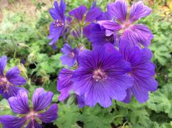 <i>Geranium</i> x <i>magnificum</i> ‘Rosemoor’